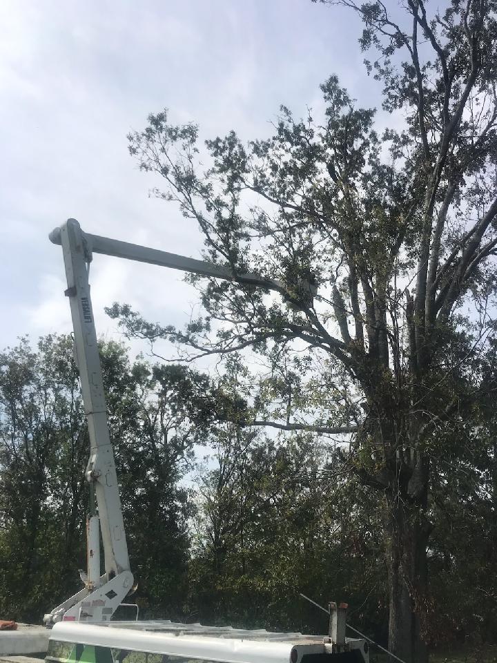 A crane is cutting a tree in the middle of a forest.