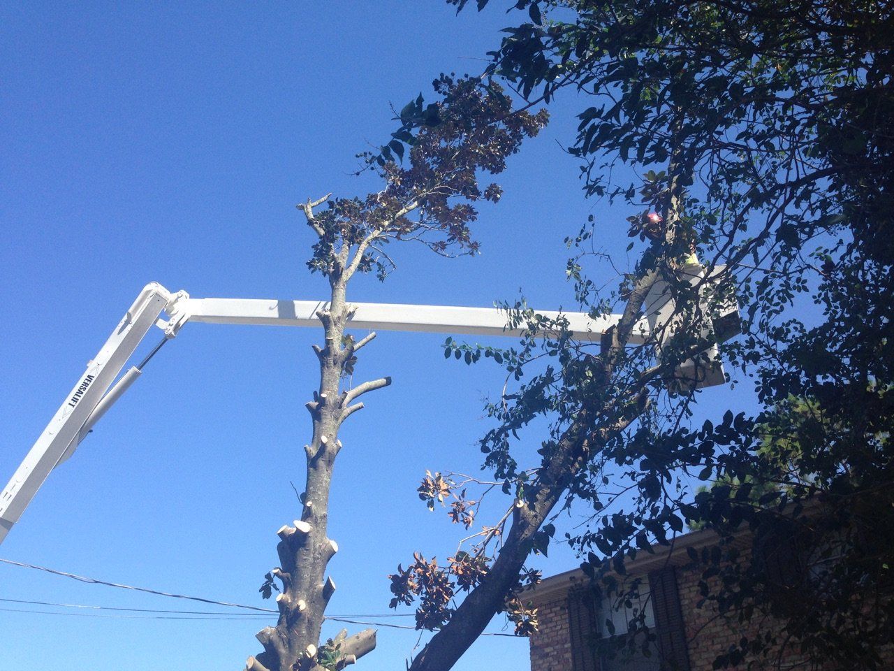 A man is cutting a tree with a crane