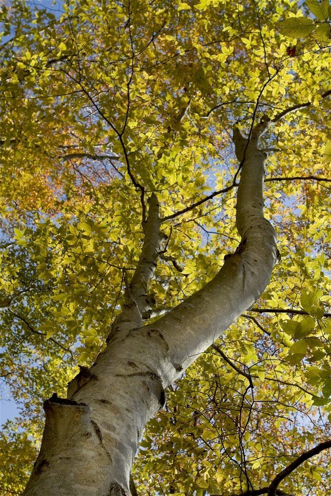Looking up at a tree with white bark and yellow leaves