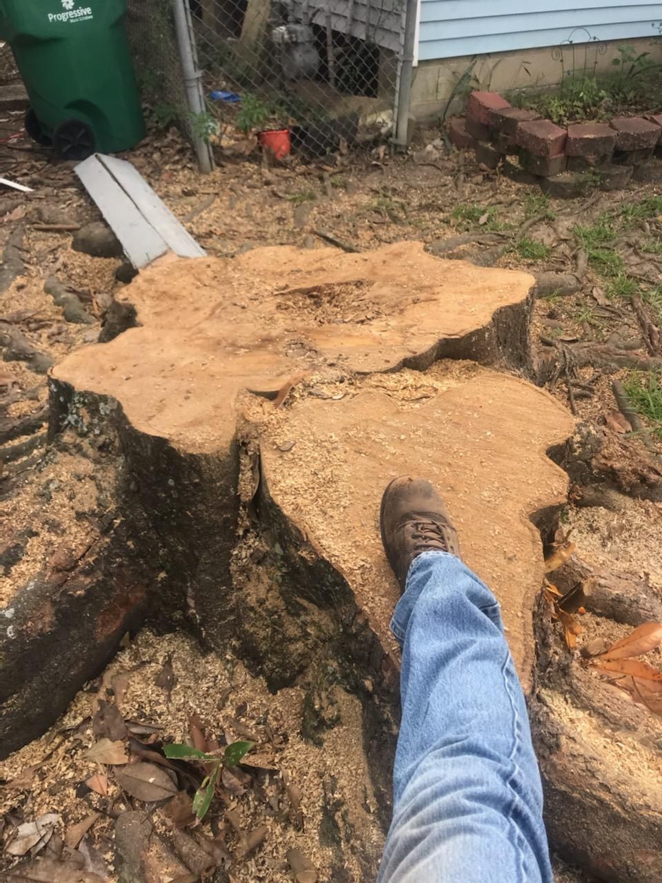 A person is standing next to a large tree stump.
