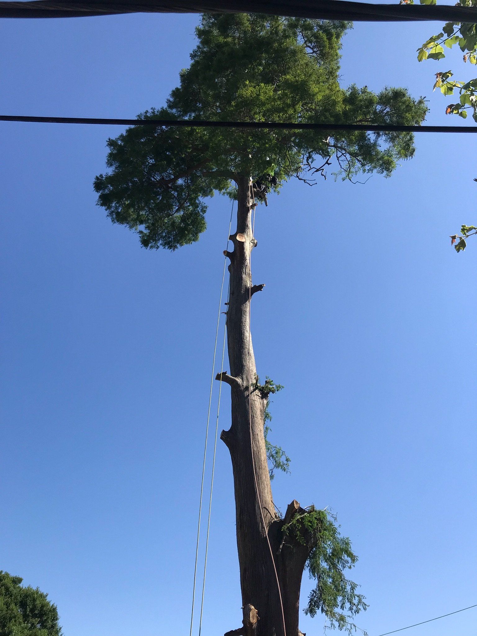 A tree with a blue sky in the background
