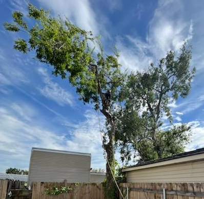 A man is climbing a tree in front of a house.