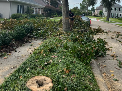 A man is standing next to a tree that has been cut down.