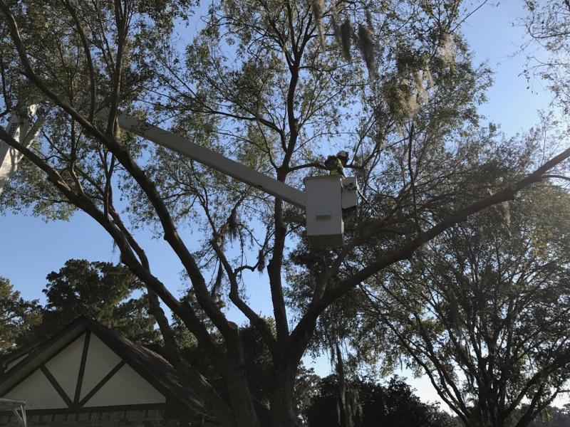 A man in a bucket is cutting a tree in front of a house.
