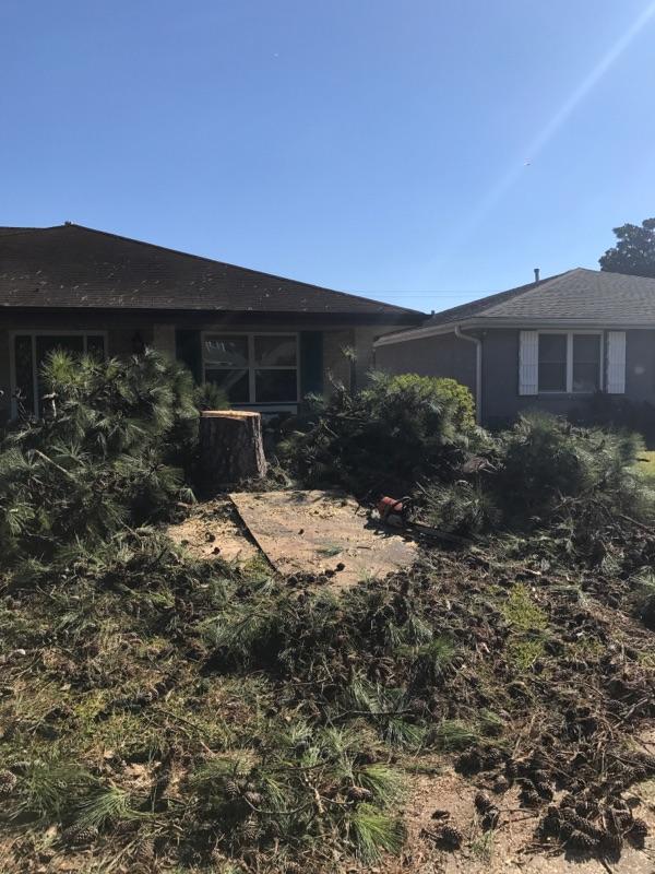 A house with a lot of trees in front of it
