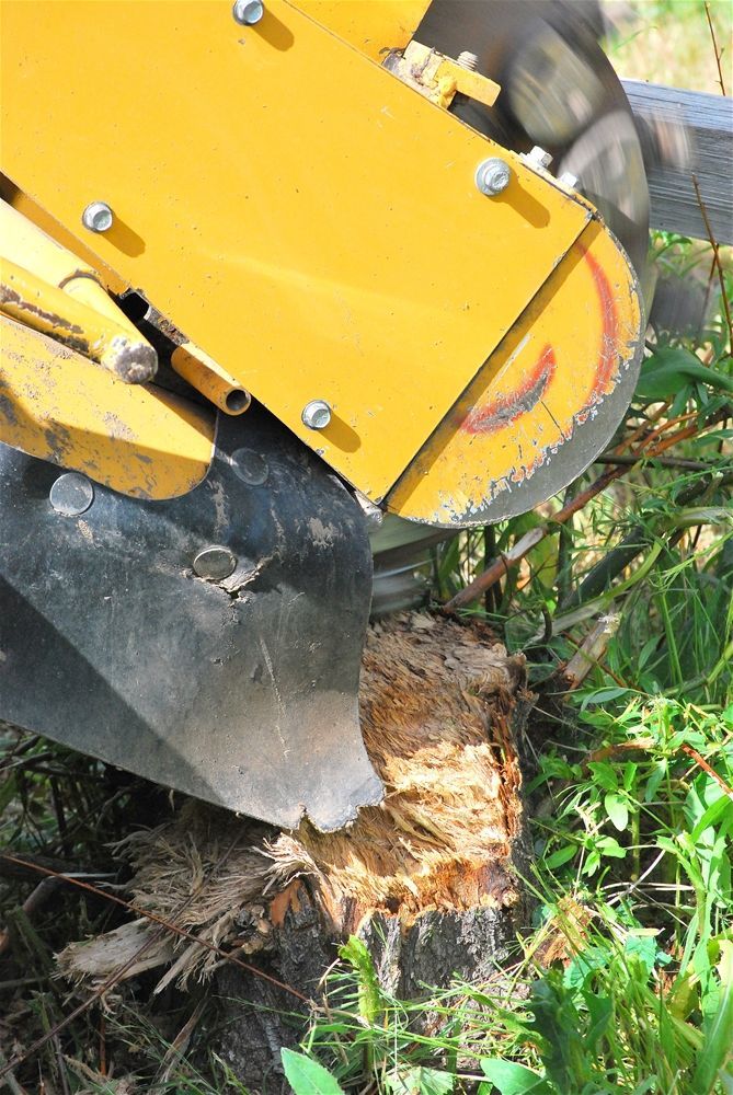 A yellow machine is cutting a tree stump in the grass