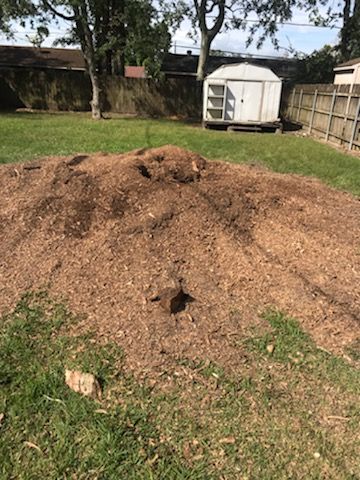 A pile of wood chips in a yard next to a shed.