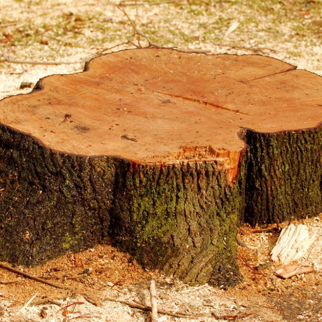 A large tree stump with moss on it sits in the dirt