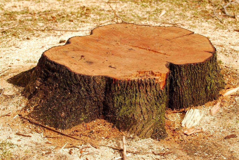 A large tree stump is sitting on the ground