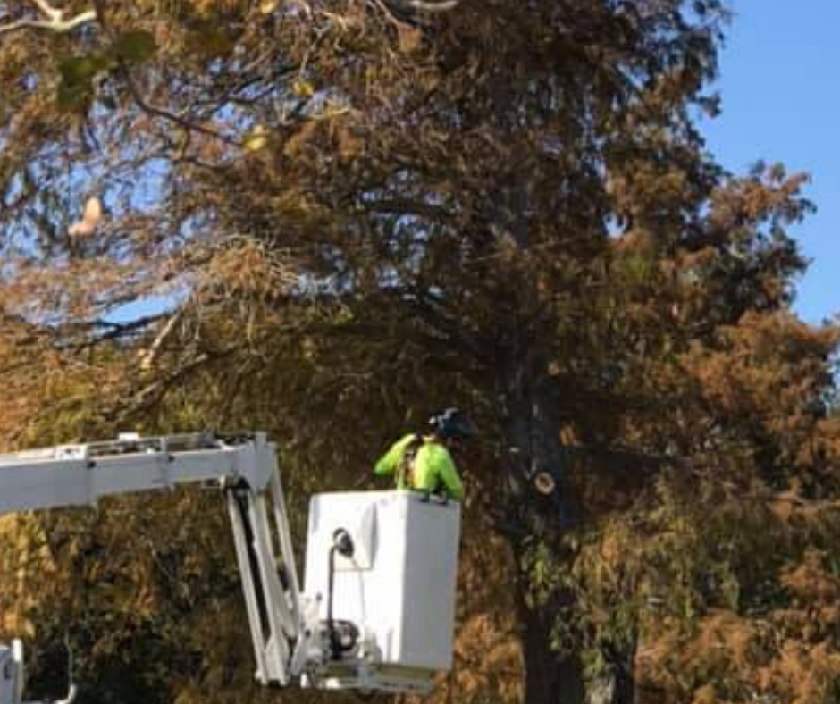 A man is cutting a tree with a crane.