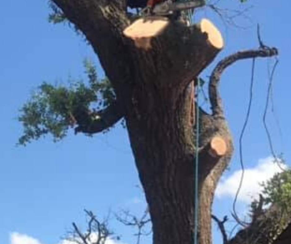 A man is cutting down a tree with a chainsaw.