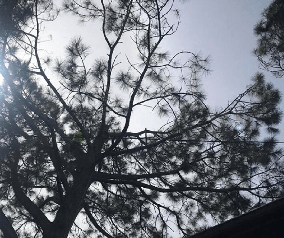 Looking up at a tree with the sun shining through the branches