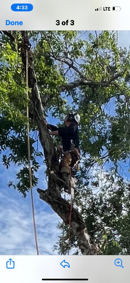 A man is climbing a tree on a cell phone.
