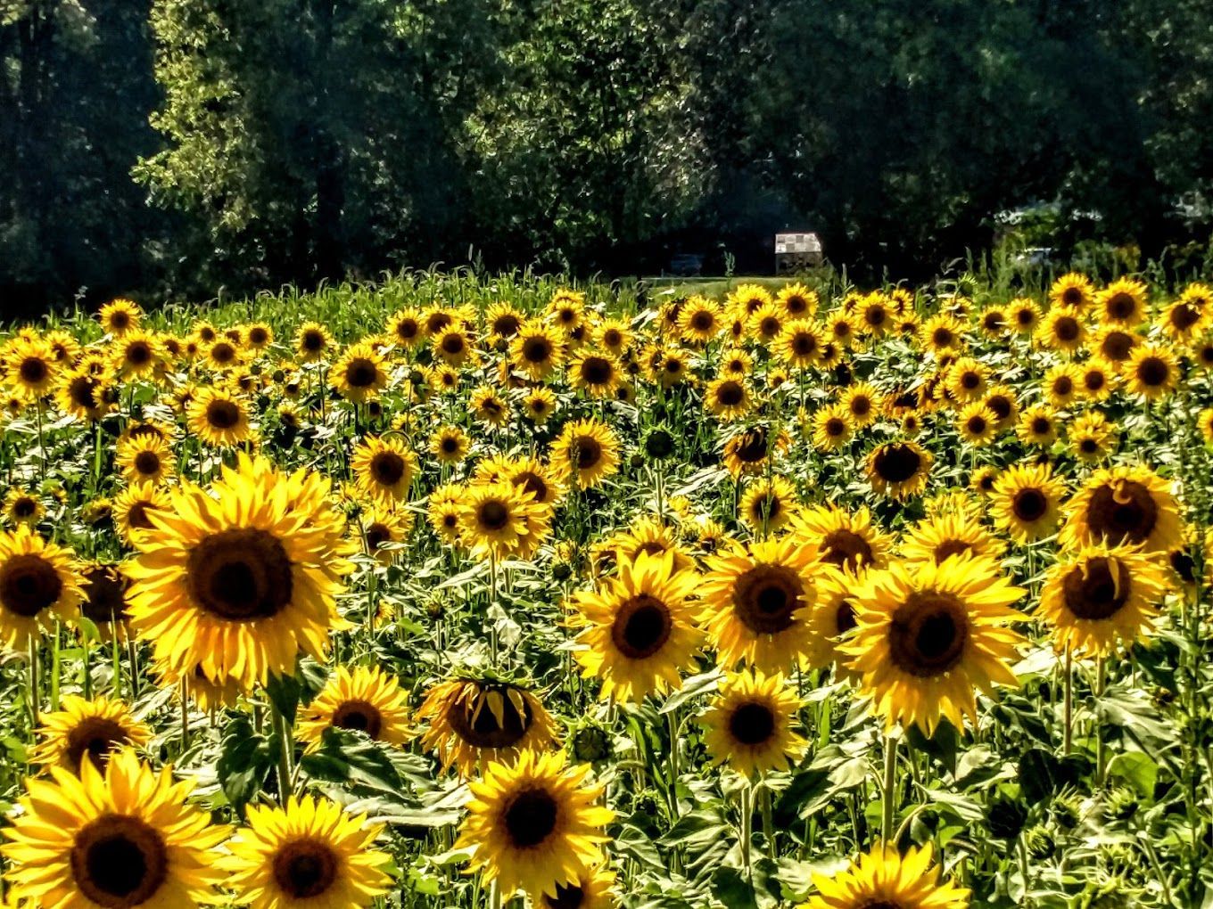 A field of sunflowers with trees in the background