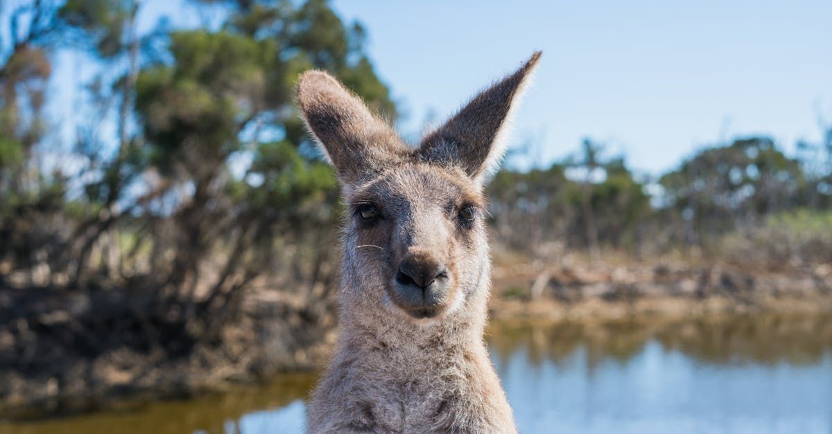 A kangaroo is standing next to a body of water and looking at the camera.