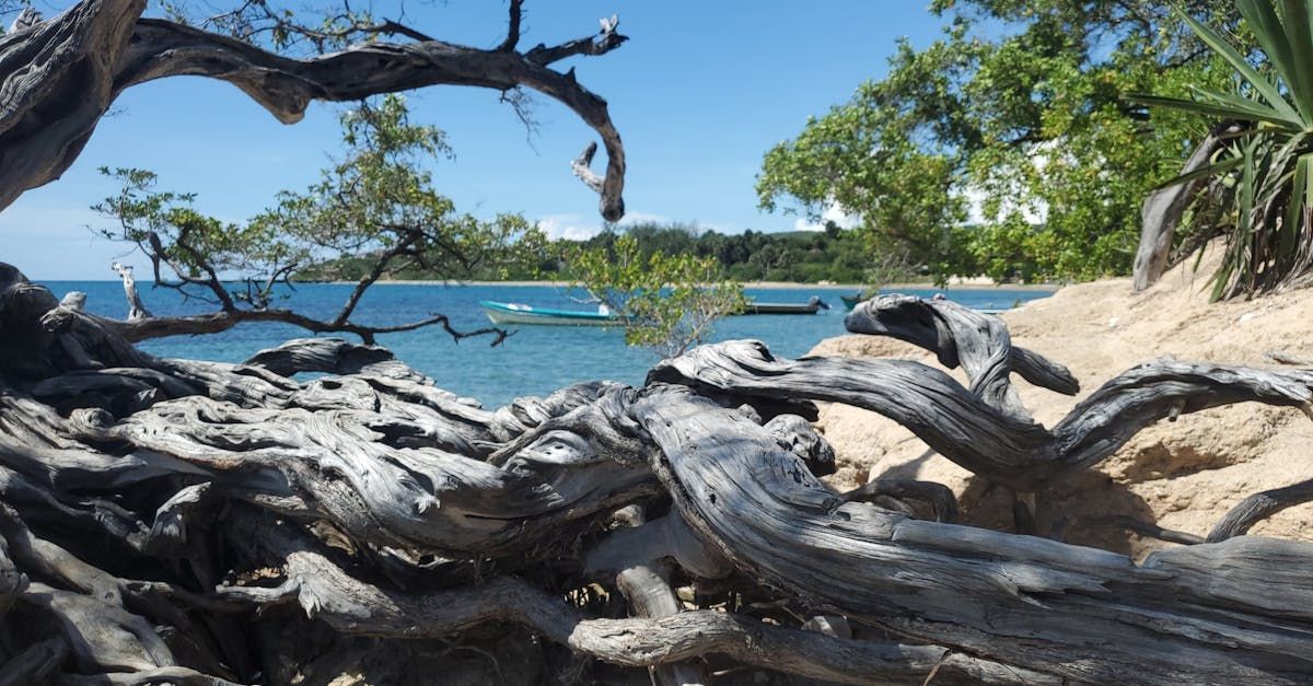 A tree trunk on a beach with a view of the ocean.