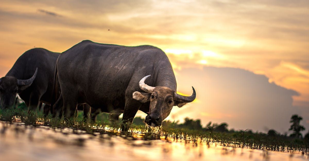 Two water buffalo are drinking water from a river at sunset.