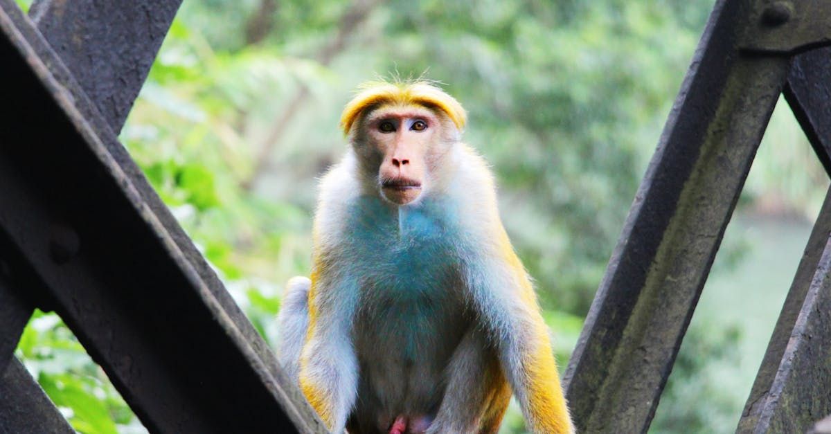 A monkey is sitting on a bridge looking at the camera.