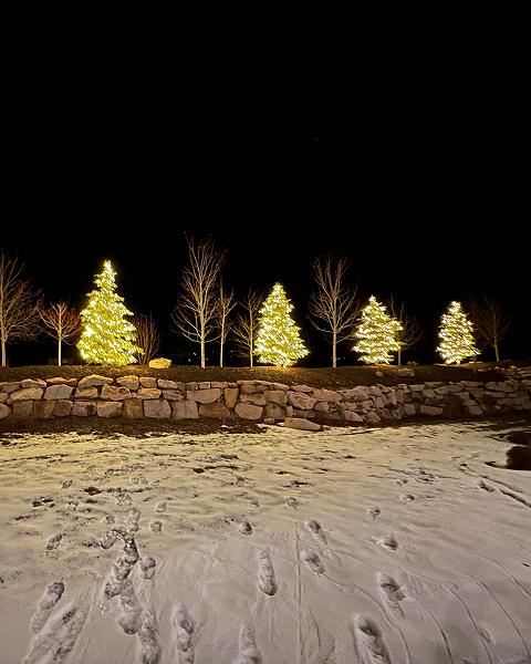 Christmas trees lit with golden lights line a snow-covered landscape at night.