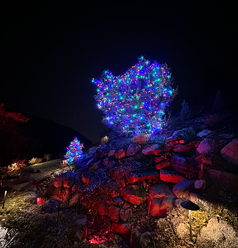 Trees lit with blue and white lights on a rocky hillside at night. Red lights illuminate the rocks.
