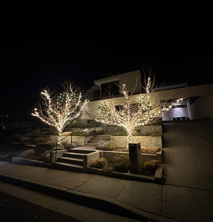 Trees with white lights in front of a modern home at night.