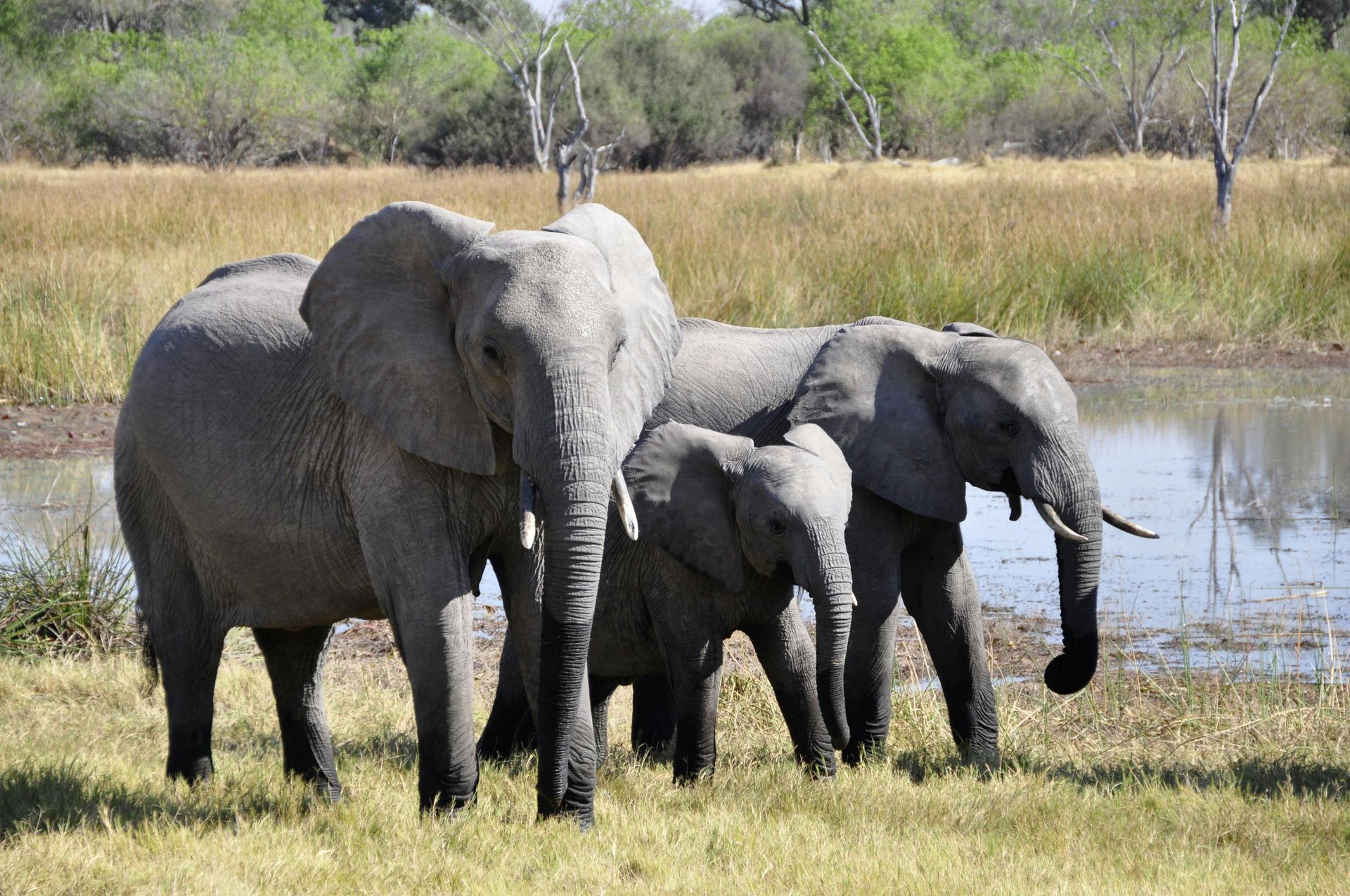 Three African elephants stand in a grassy field near water.
