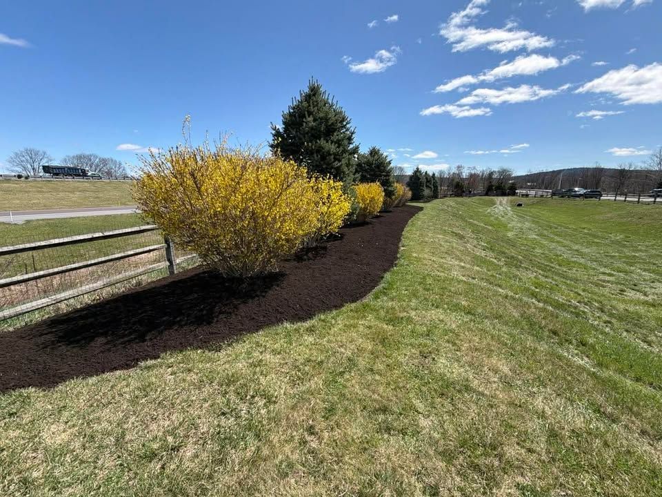 Yellow shrubs line a dark mulch bed beside a grassy field under a bright blue sky.