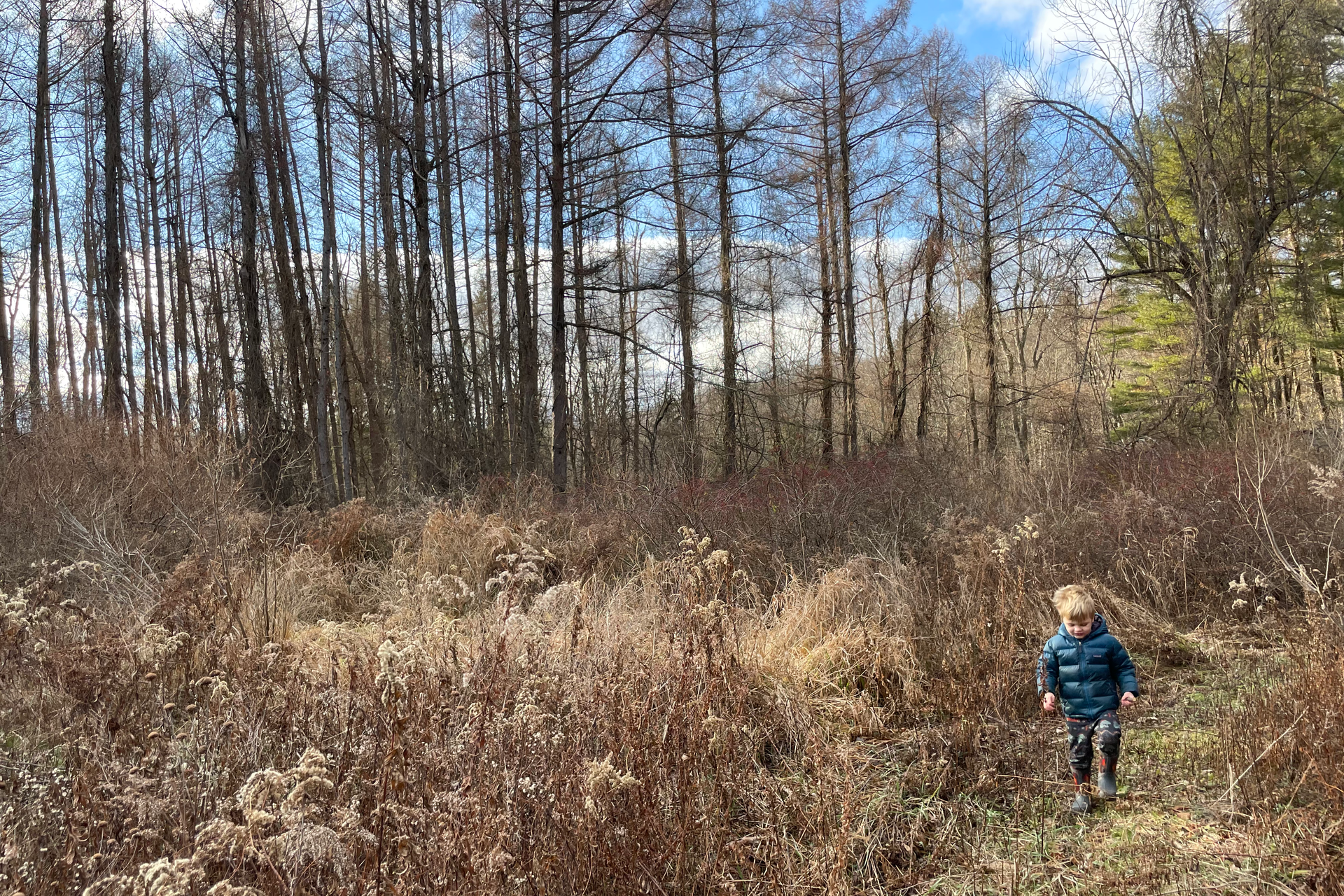 A young child walks through a field of dry brush and tall, thin trees. Blue sky visible.