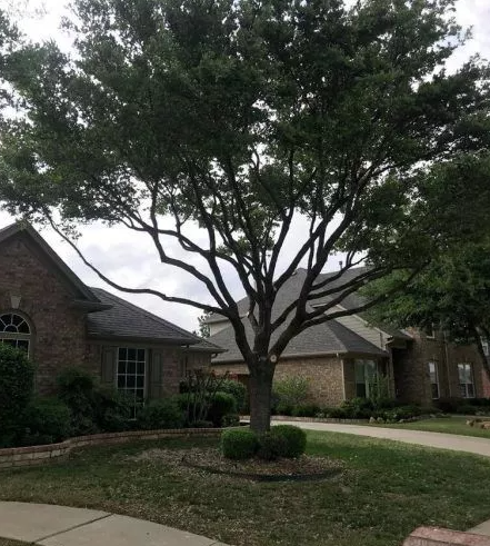 Tree in a suburban front yard with brick houses and a cloudy sky behind it