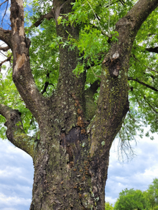 Close-up of a large tree trunk and branches with green leaves against a cloudy sky
