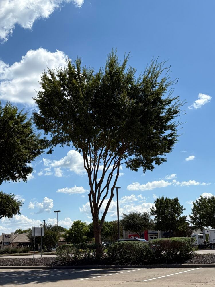 Tall tree by a parking lot under a bright blue sky with scattered clouds.