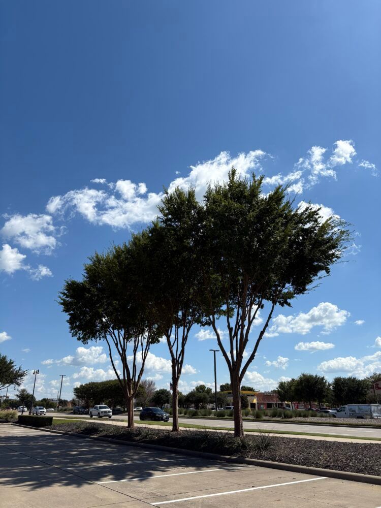 Trees in a sunny parking lot under a blue sky with scattered clouds