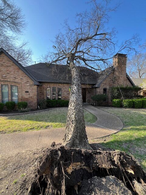 Uprooted tree stump in front of a brick house with a curved walkway and leafless branches.