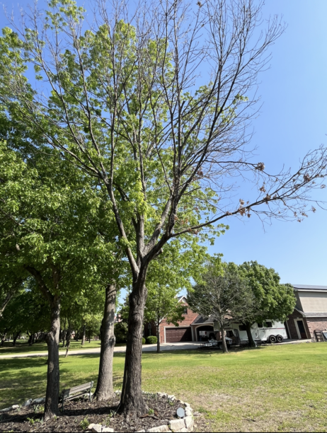 Two leafing trees in a grassy yard with a building in the background under a clear blue sky