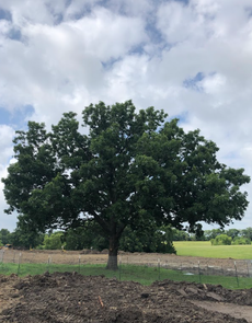 Large leafy tree in a field under a cloudy sky, with tilled soil in the foreground.