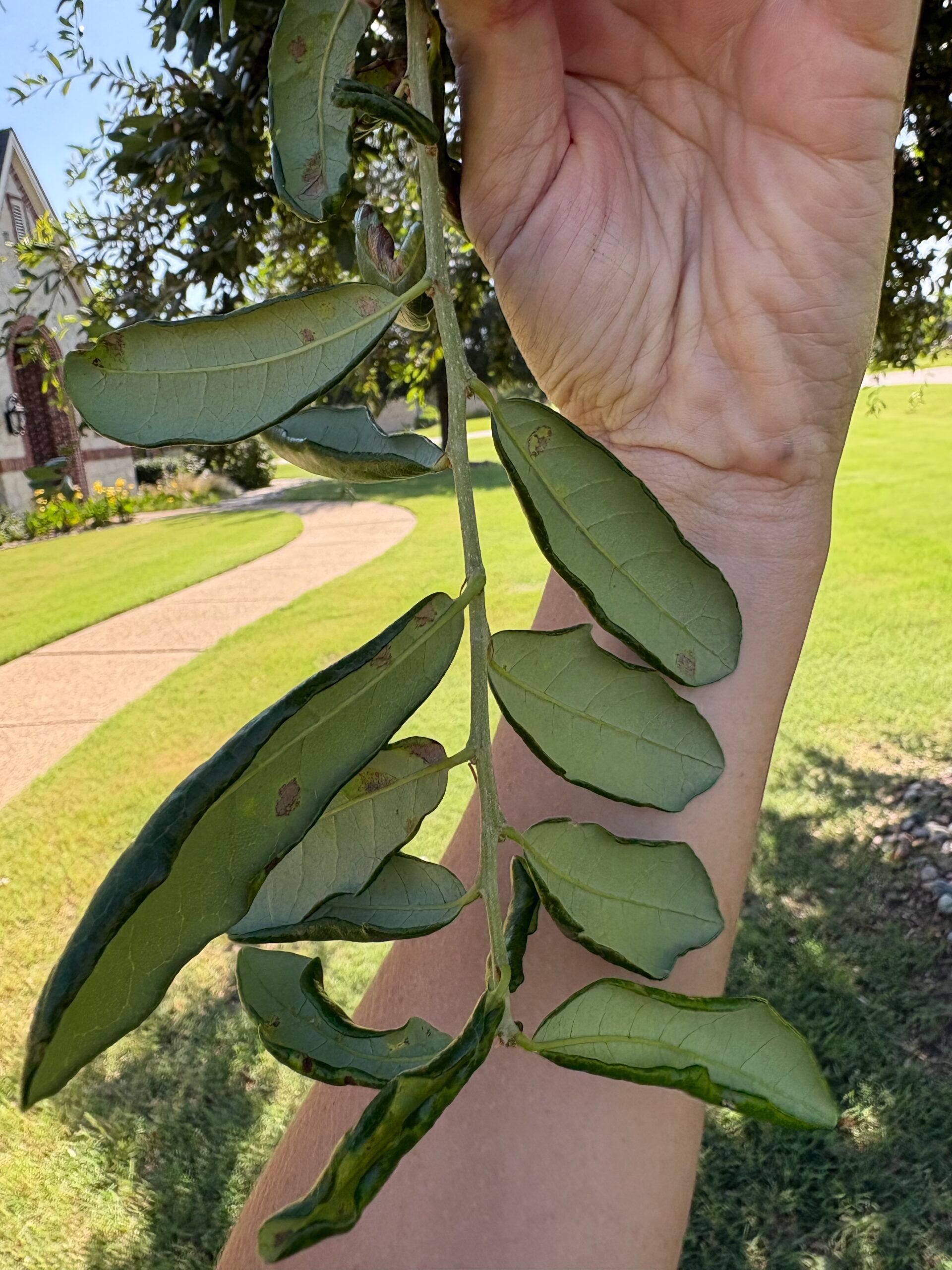 Hand holding a stem with green, leaf-like caterpillars outdoors on a sunny path