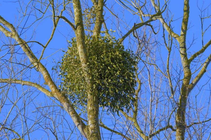 Large bird’s nest in bare tree branches against a clear blue sky