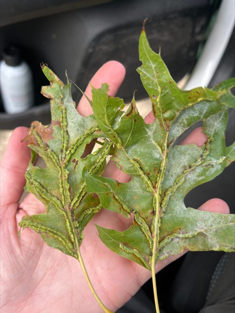 Green, damaged leaf with holes and brown spots held in a person's hand