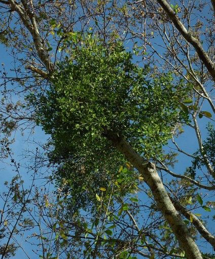 Dense green foliage in a tree canopy against a blue sky