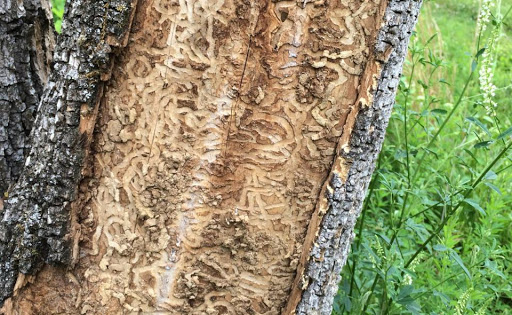 Close-up of tree bark with a large patch of peeling, textured tan wood beside green grass.