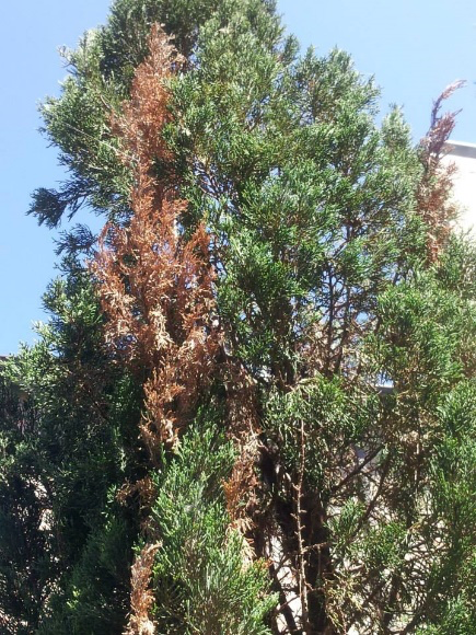 Tall green tree with several brown, dried branches against a bright blue sky