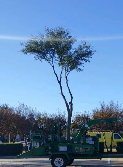 Tall tree being lifted by a green construction machine against a blue sky
