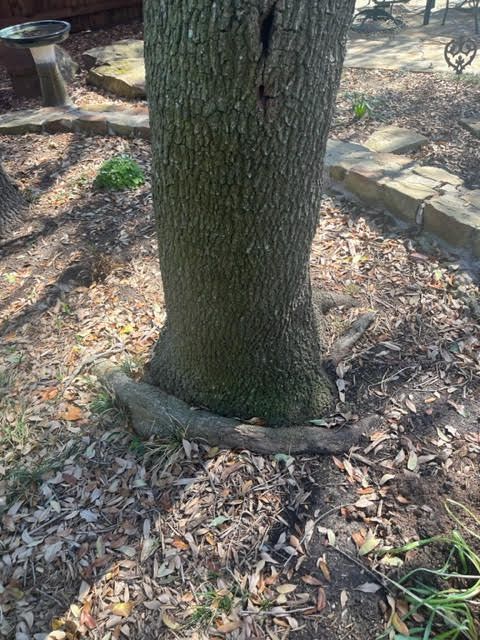 Large tree trunk with exposed roots surrounded by dry leaves in a wooded area.