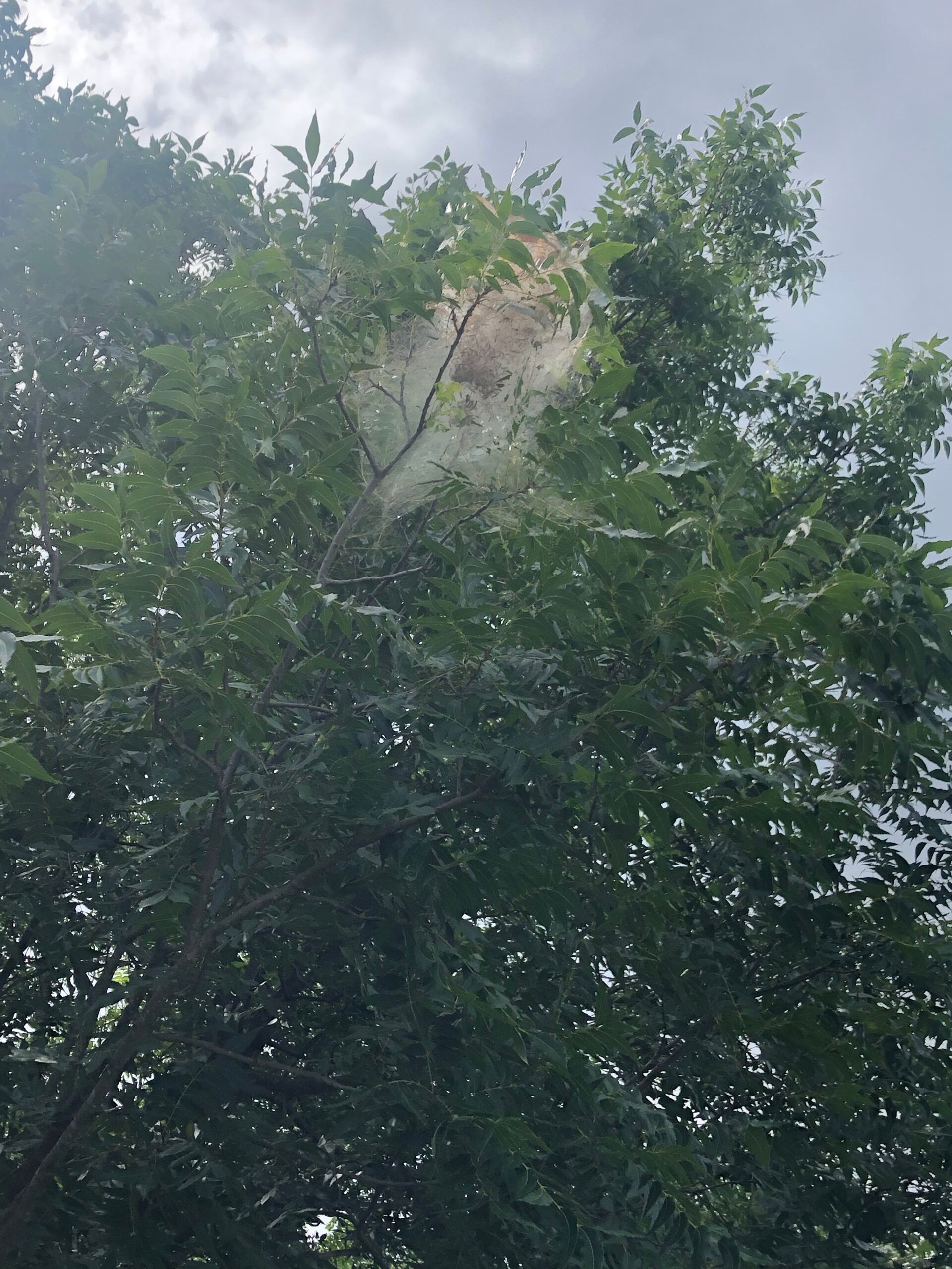 Smoke rising from behind dense green trees under a cloudy sky
