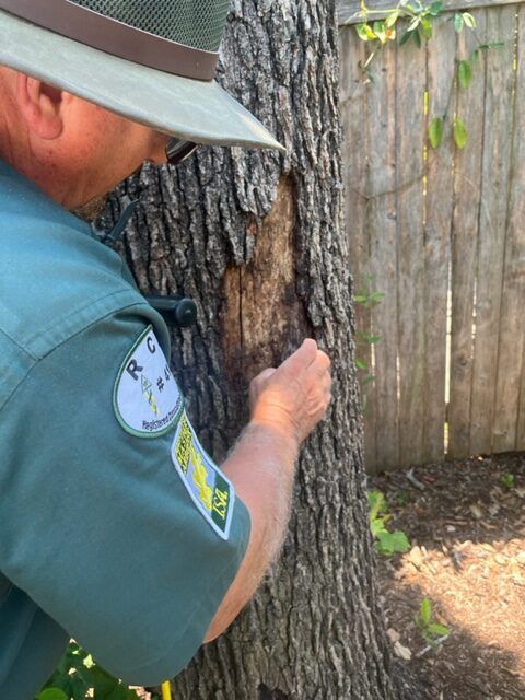 Worker in a green uniform inspecting a tree trunk near a wooden fence.