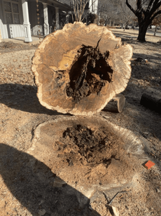 Cross-section of a large tree trunk and stump in a yard, showing hollow decay and rough tan bark.