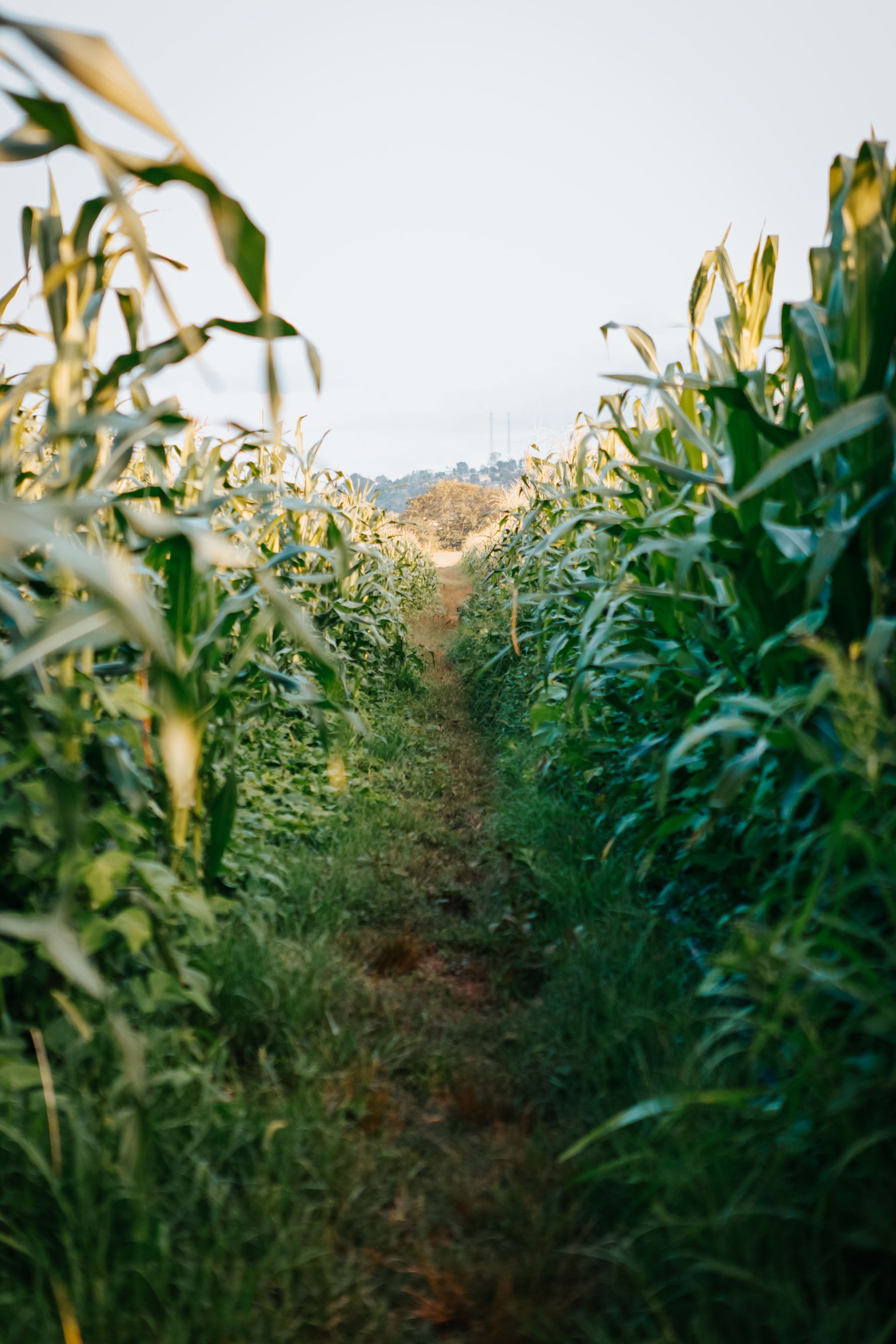 Agriculture drone services field