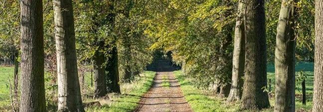 A dirt road going through a forest with trees on both sides.