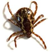 American dog tick — Jefferson City, MO — Art’s Pest Control