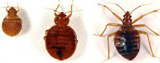 Bed bugs — Jefferson City, MO — Art’s Pest Control